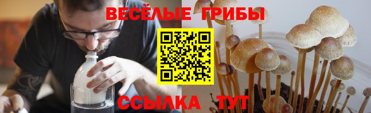 Псилоцибиновые грибы Psilocybine cubensis Знаменск